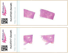 Tissue Sections